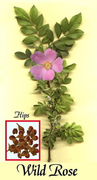 La Rosa Canina