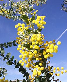 Árbol Acacia