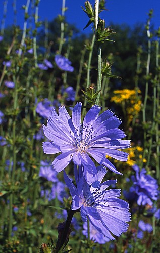 Achicoria – Chihorium intybus