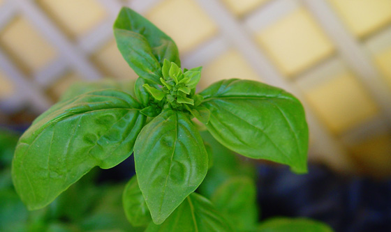 Albahaca contra los mosquitos