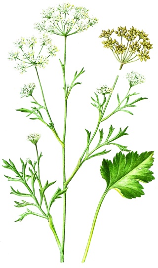 Anís (Pimpinella anisum)