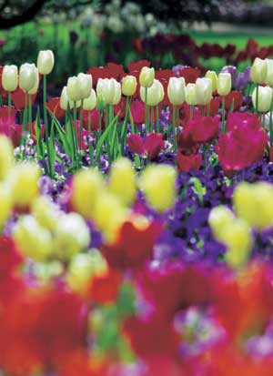 La atención básica de las flores plantadas