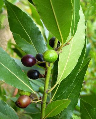 Laurel