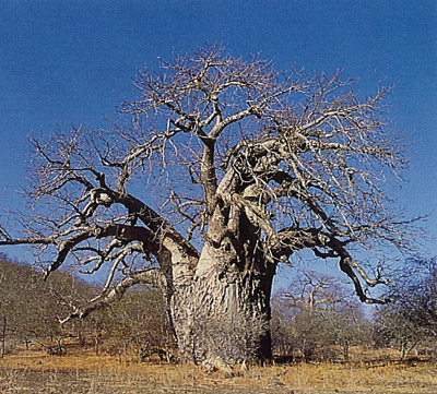 Baobab, un árbol espectacular