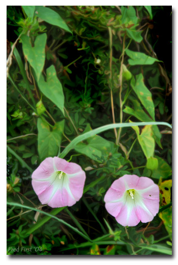 Bindweed