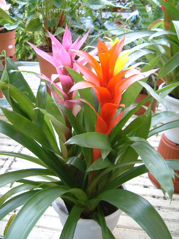 Bromelia