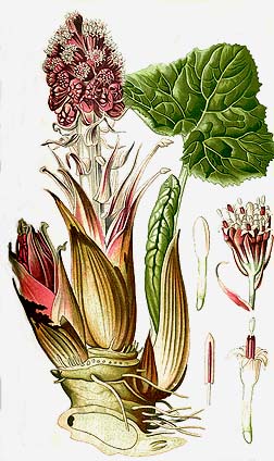 Butterbur