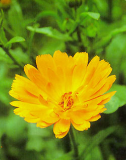 Caléndula – (Calendula officinalis)