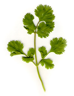 Cilantro (Coriandrum sativum)