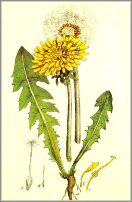Diente de león – «Taraxacum officinale»