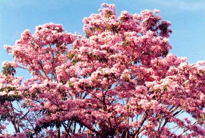 Apamate – (Tabebuia rosea)