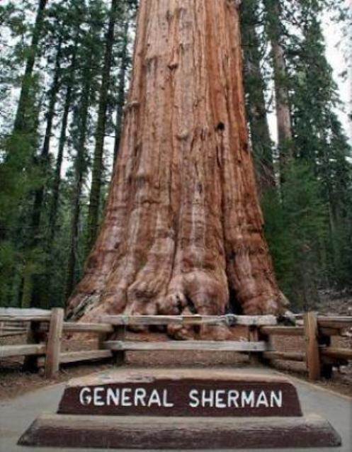 General Sherman, el árbol con más volumen