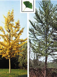 Árbol de los cuarenta escudos