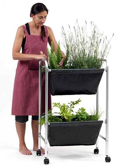 ¿Cómo cultivar plantas medicinales y aromáticas en el hogar?