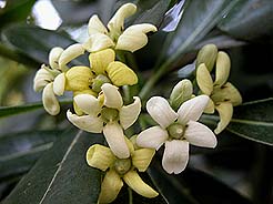 Pitosporo