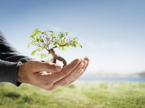 ¿Cómo plantar un árbol?