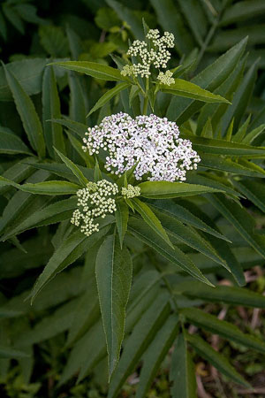 Yezgo (Sambucus ebulus)
