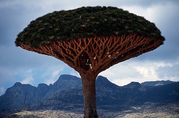 Drago, el árbol que sangra