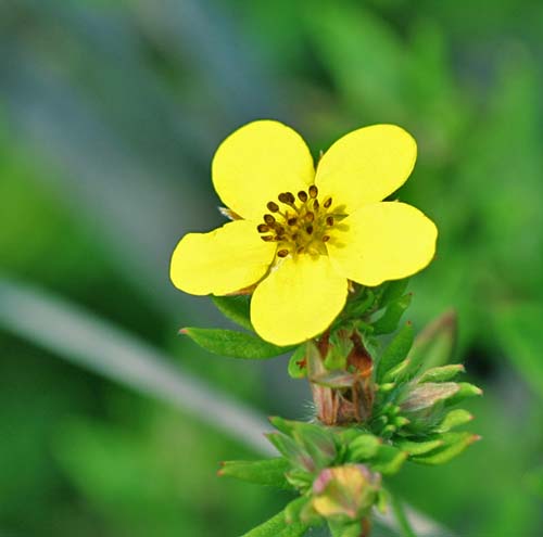 Cinquefoil – Potentilla simplex