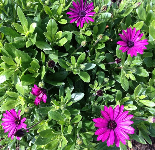 Primera feria de plantas y jardinería
