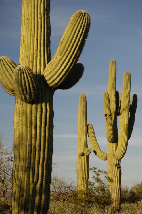 El cactus más grande del mundo
