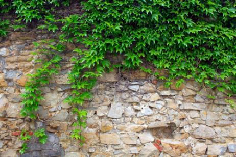 La poda de plantas trepadoras