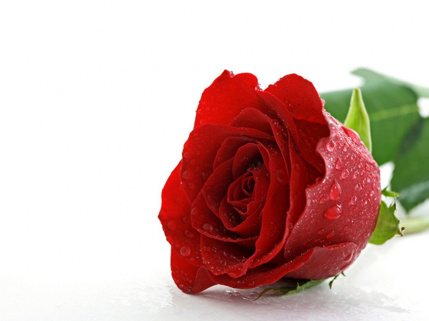 Regalando flores