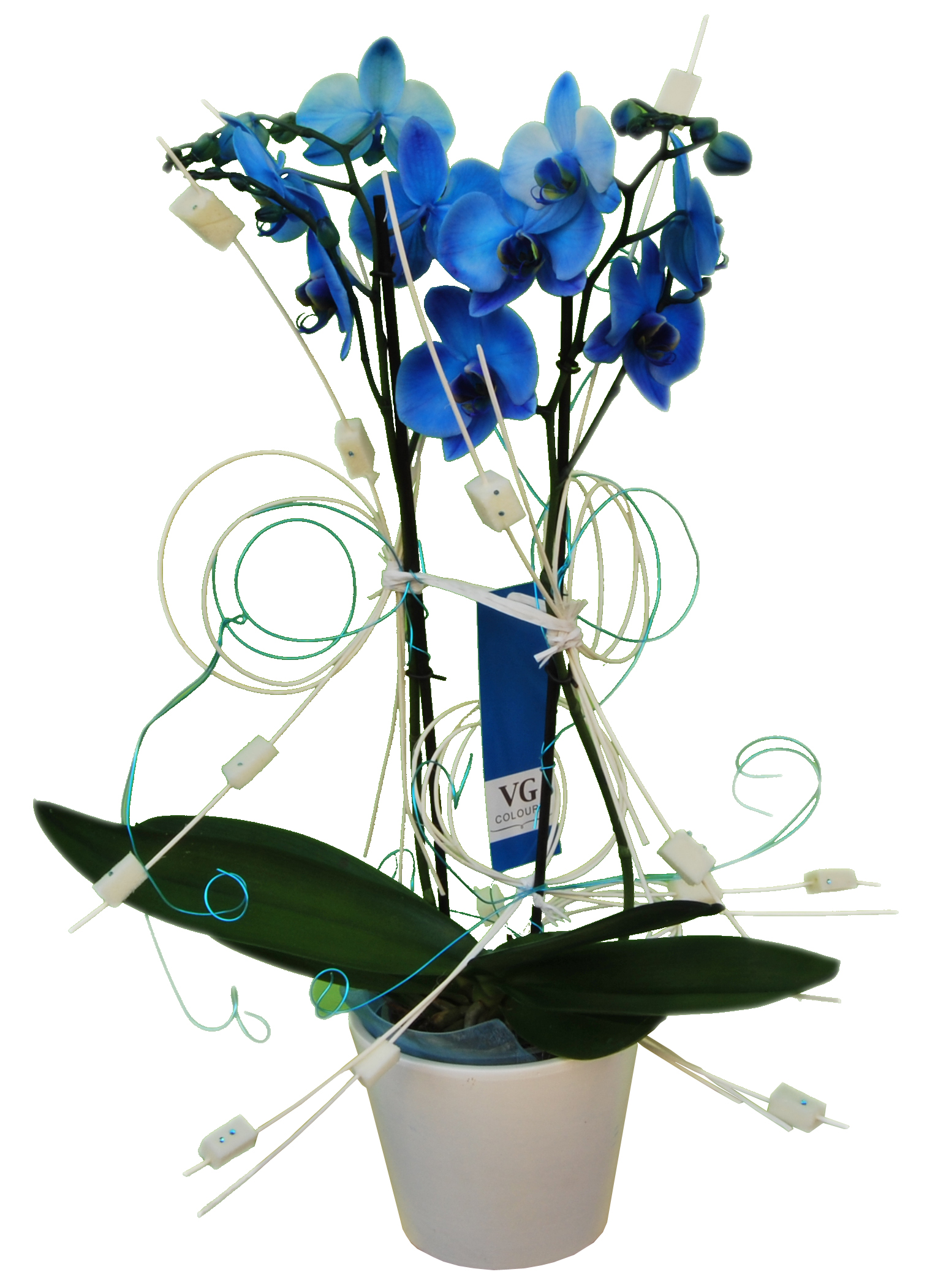 ¿Te gustan las flores azules?