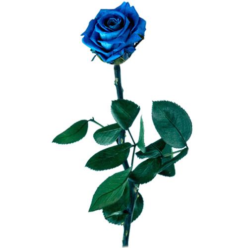 rosa-azul-preservada