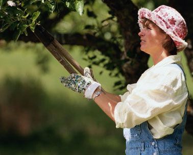 La poda de árboles con madera muerta