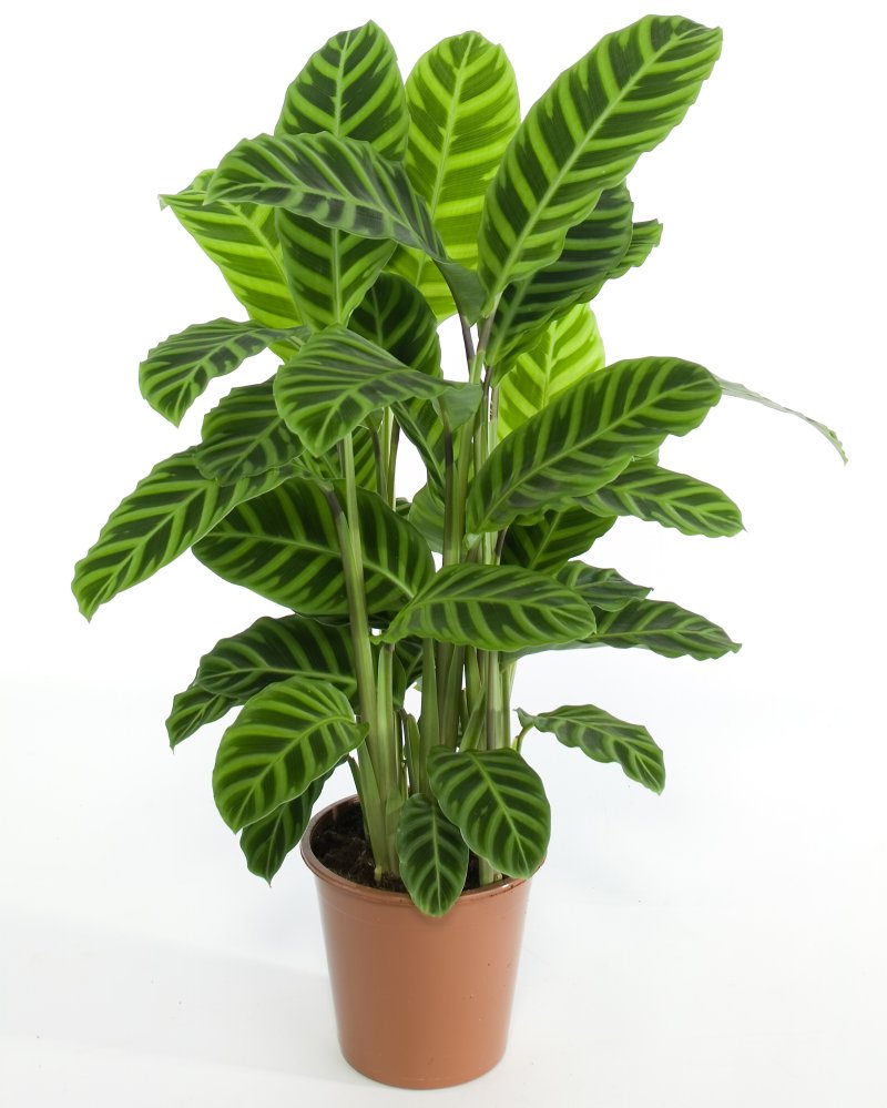 Tus plantas pueden crecer más rápido