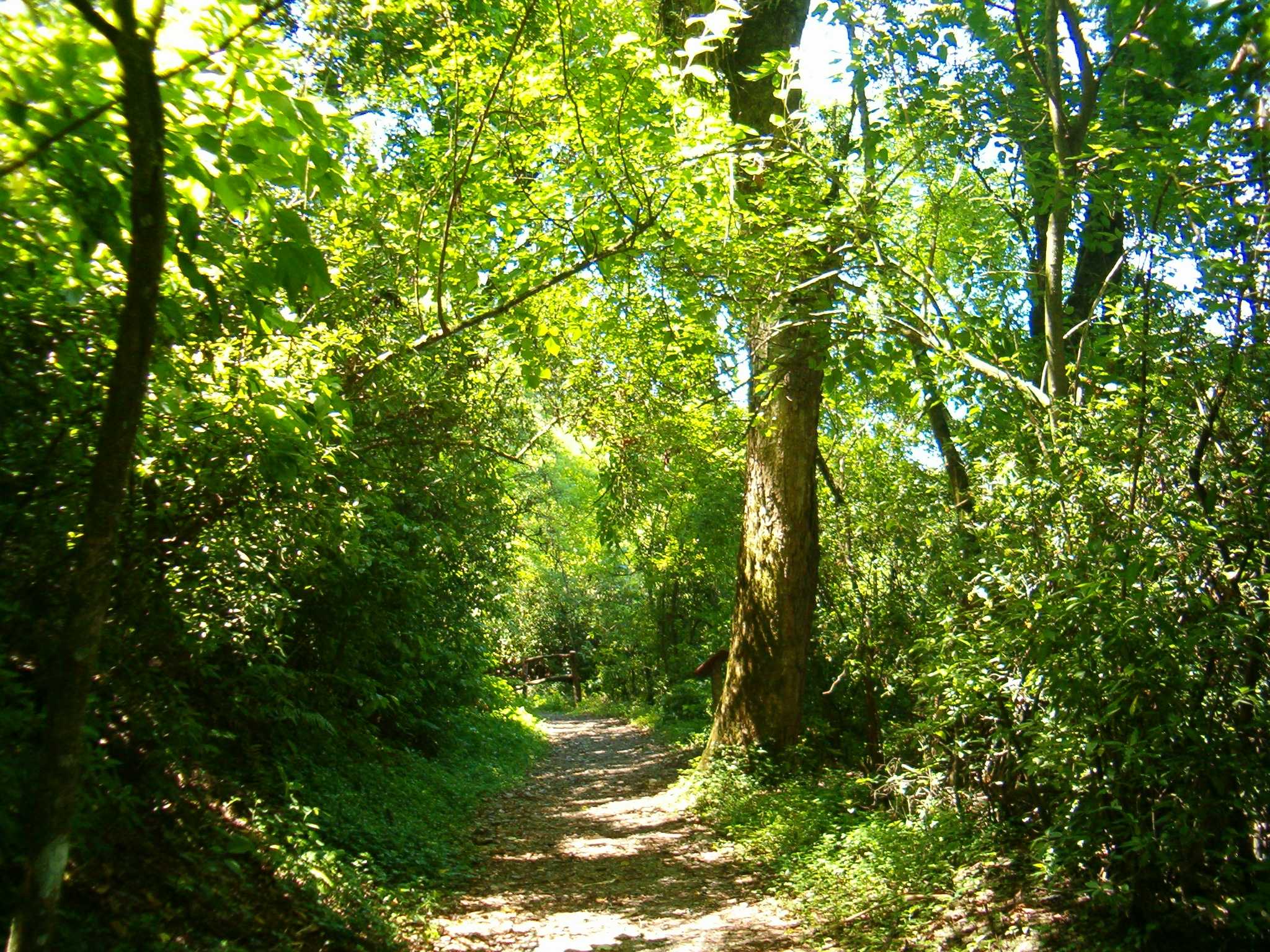 Lo que no sabes de los bosques