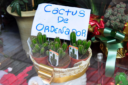Cactus contra radiaciones, ¿mito o realidad?