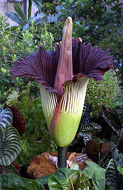 La flor más grande del mundo