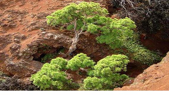 Dendroseris neriifolia