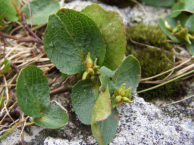 El árbol más bajo del mundo, Salix herbacia