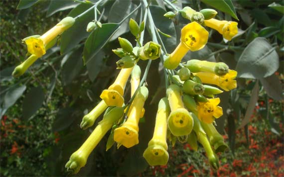 Estudian el carácter invasor de la Nicotiana glauca