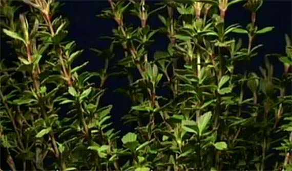 Las plantas de la resurrección