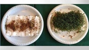 El Wi-Fi puede ser perjudicial para las plantas
