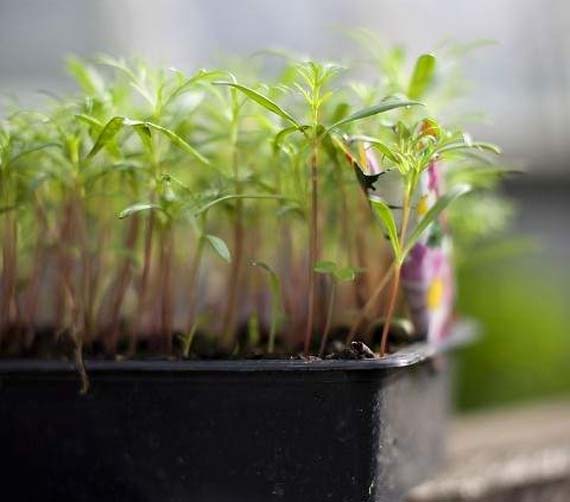 Plantas en la Luna
