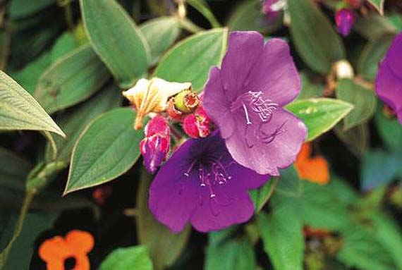 Colombia ya tiene su historia botánica