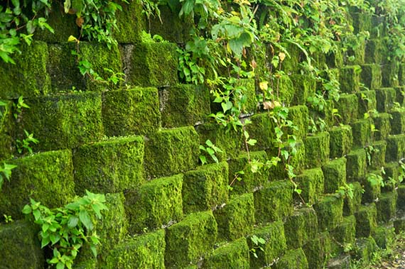 Plantas en vertical, una tendencia muy actual
