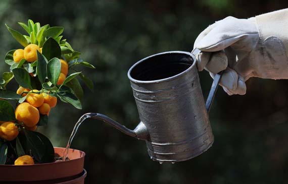 La importancia del riego en las plantas