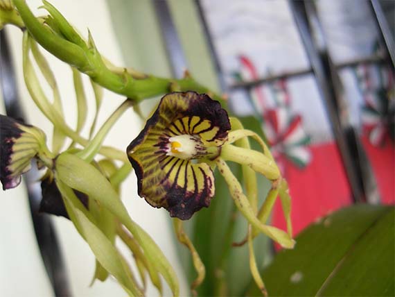 Plantas que mejoran el ambiente del hogar