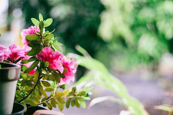 Convierte tu terraza en un jardín