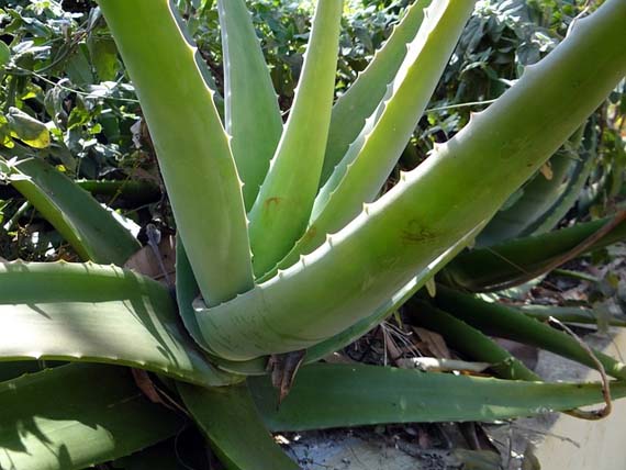 Cinco buenas plantas decorativas