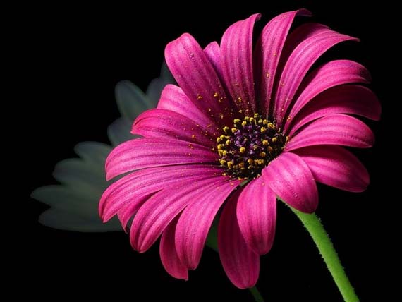 Cinco consejos para cuidar las plantas de interior