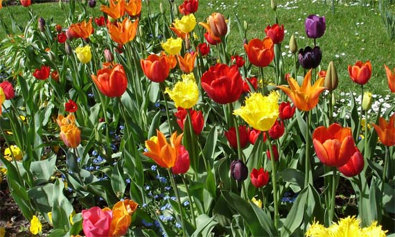 Tulipanes, un mundo de color para el jardín