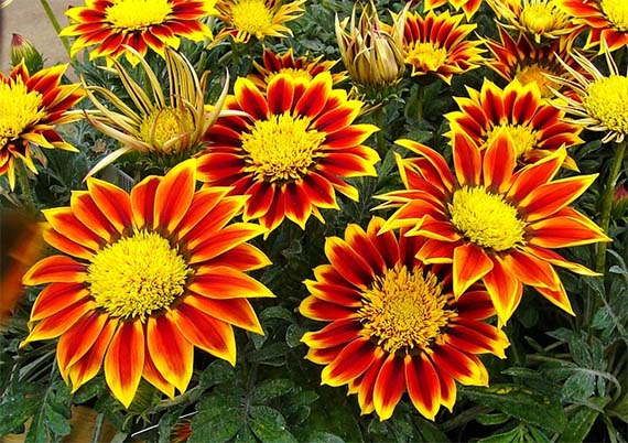 Verano, momento ideal para plantar en el jardín