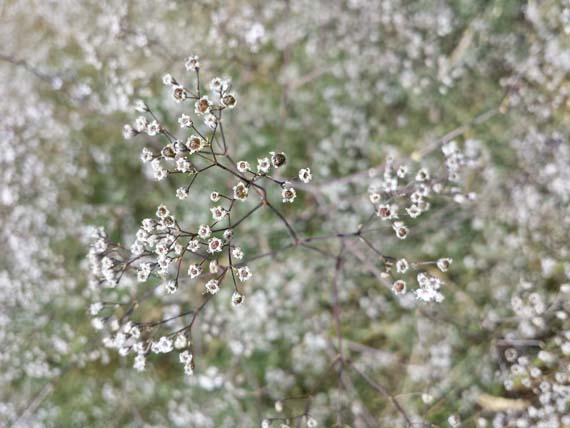 Conociendo a la Gypophila paniculata